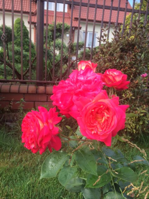 okrywanie róż obornikiem okrywanie róż obornikiem