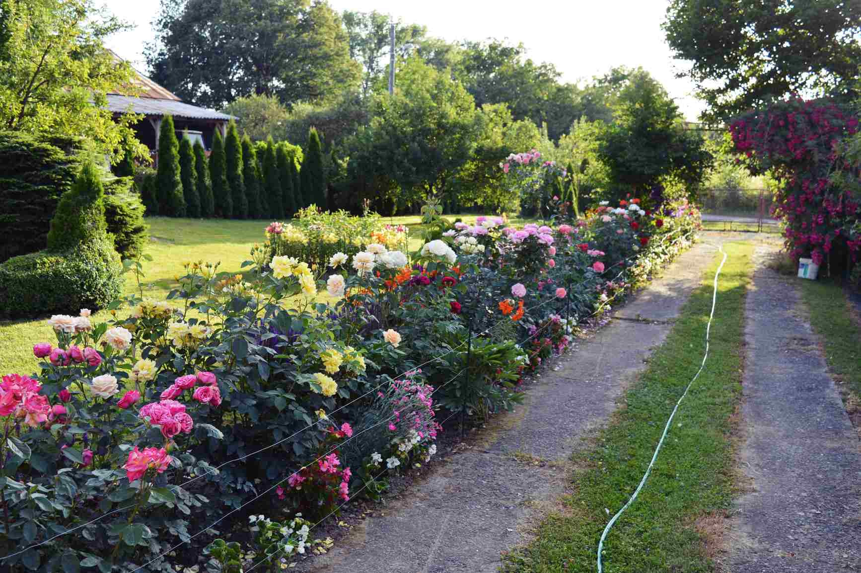 piękne róże piękne róże