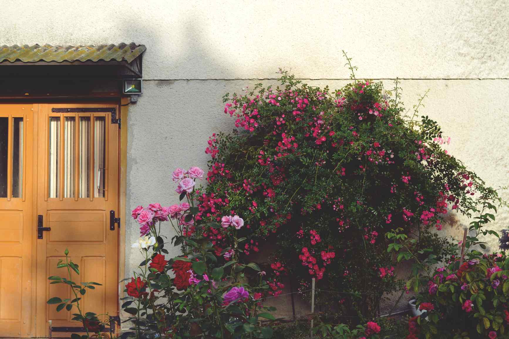 przesadzanie róż przesadzanie róż