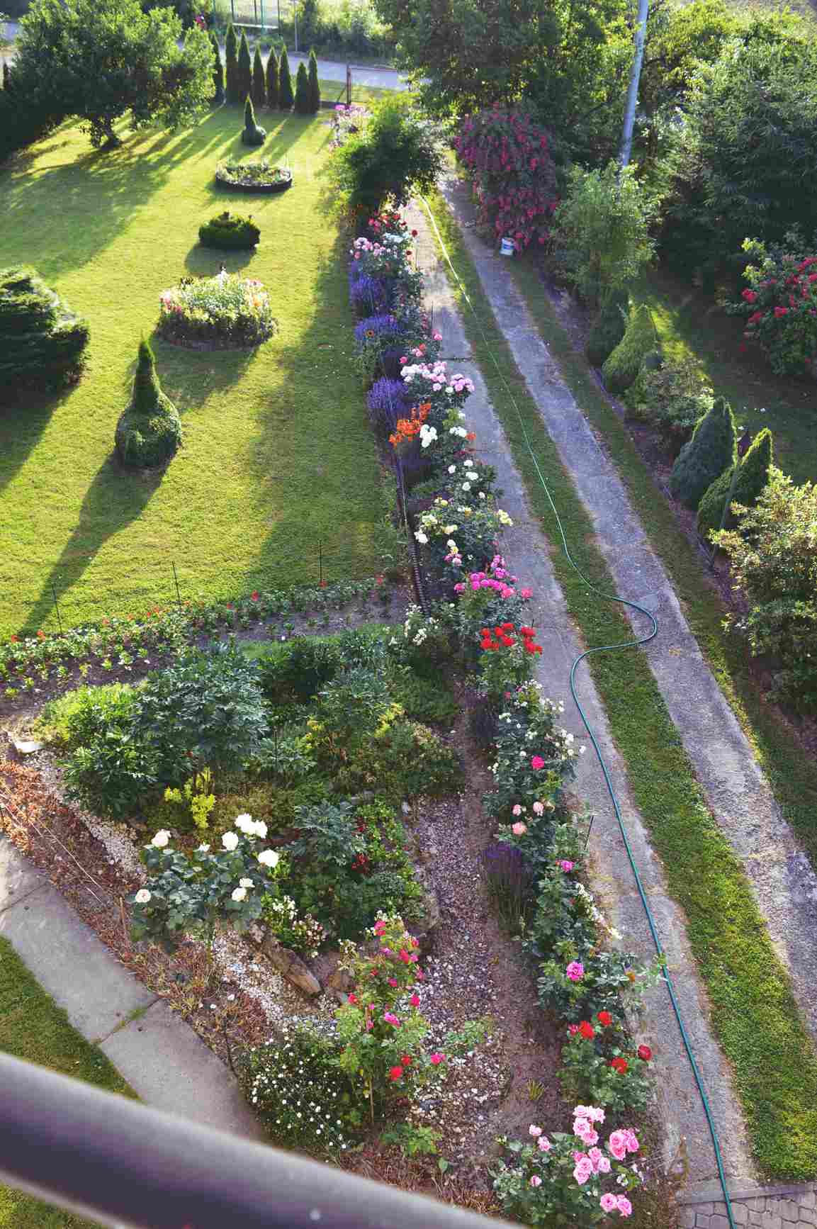 rodzaje róż rodzaje róż