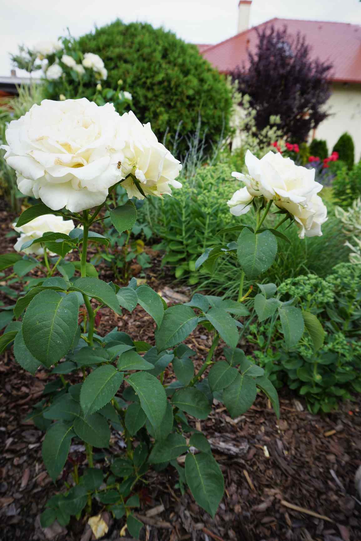 róże wielokwiatowe odmiany chopin