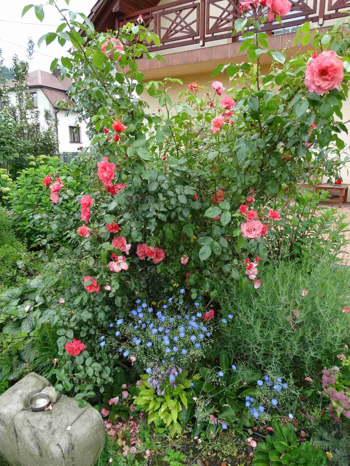ogródek różany