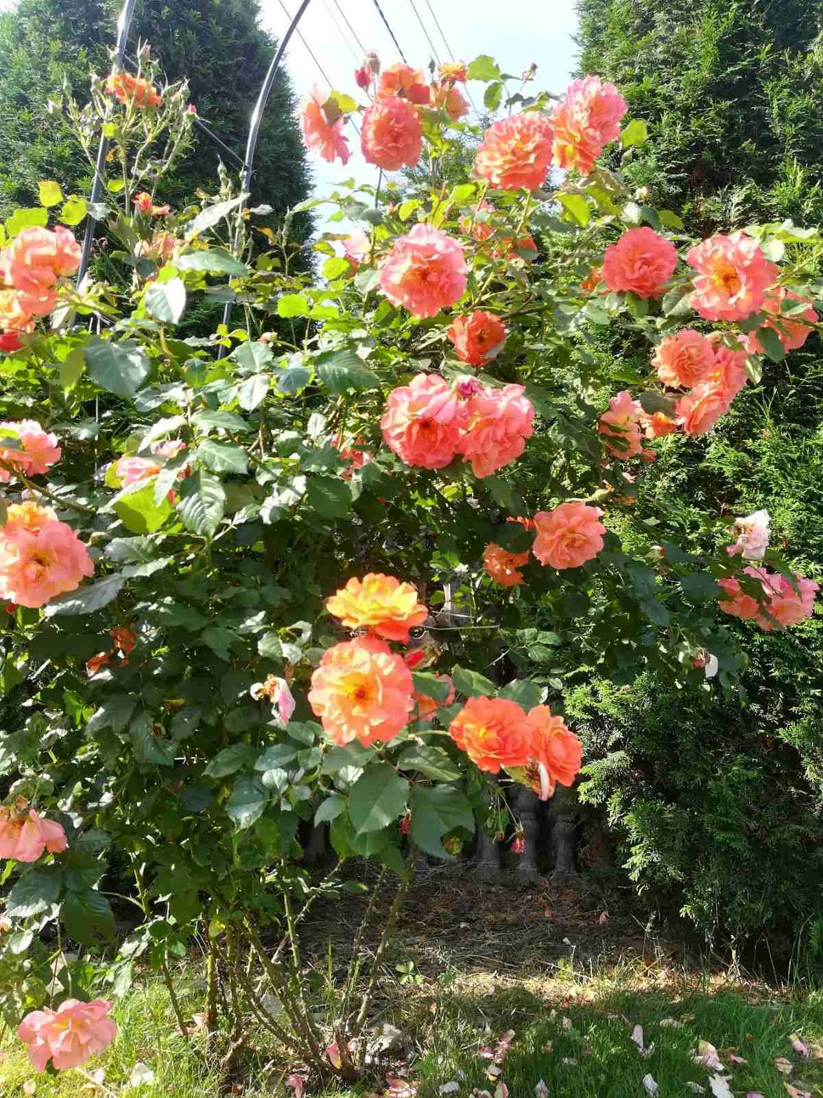 róże parkowe westerland