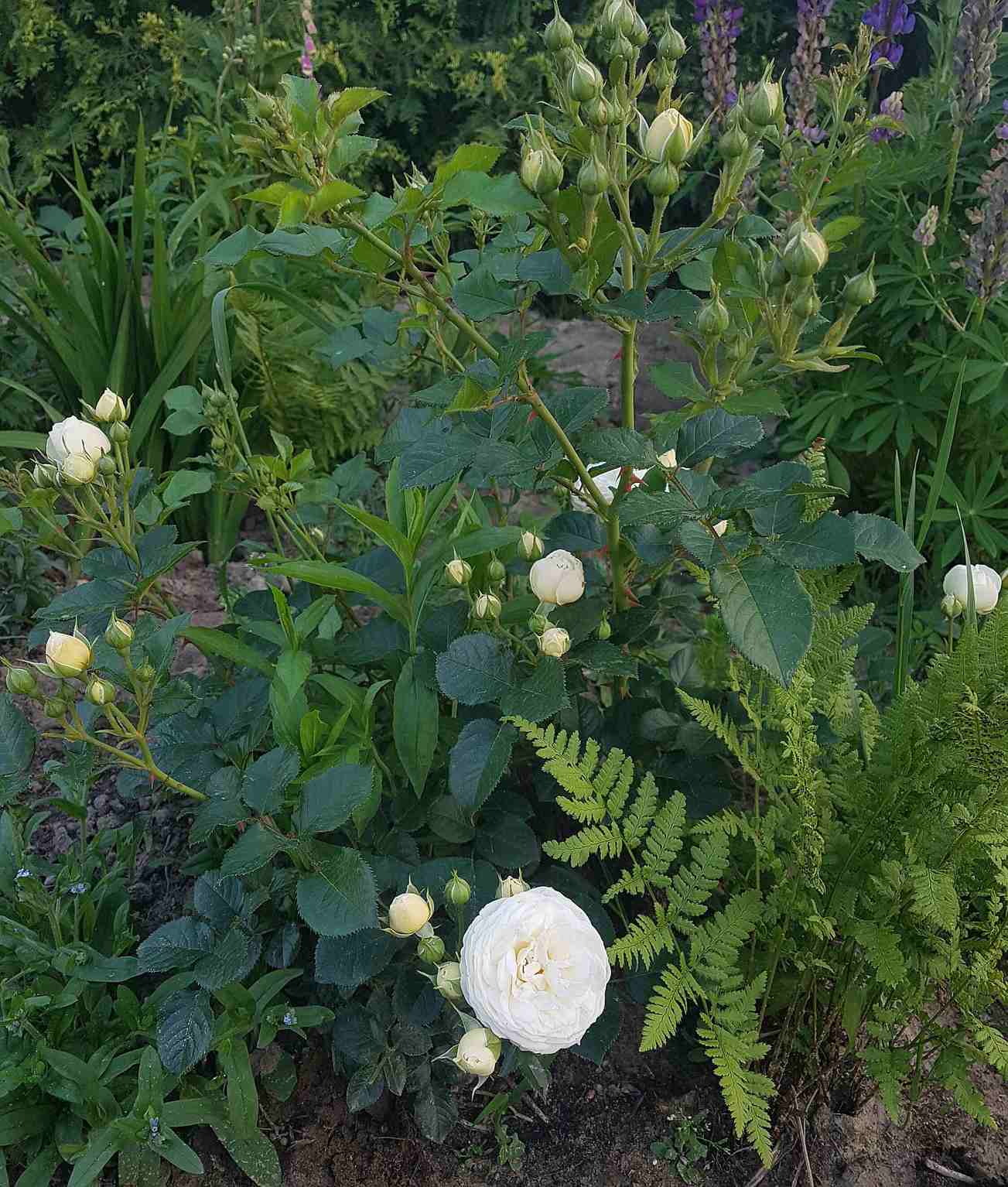 artemis róże krzaczaste artemis róże krzaczaste