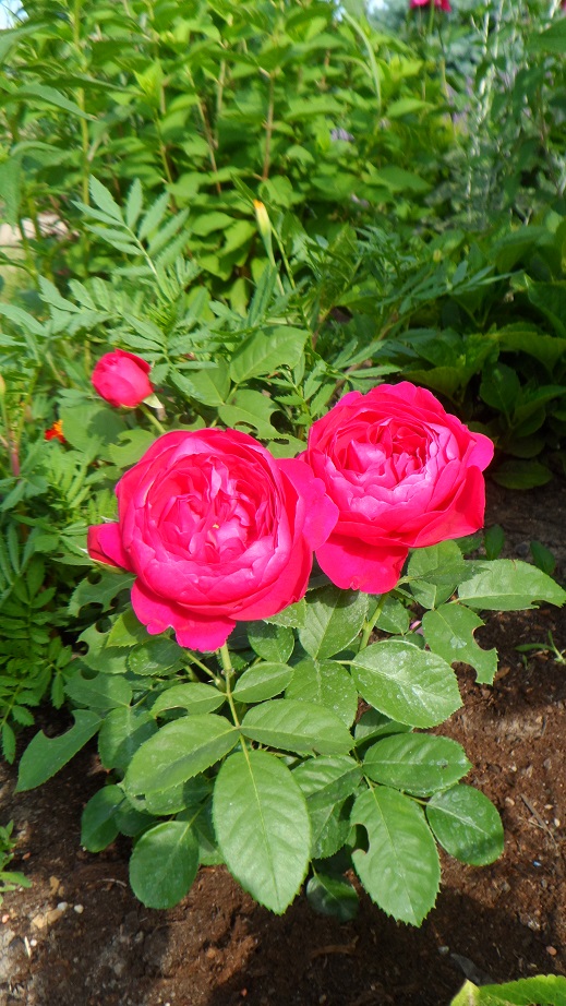 ascot róże wielokwiatowe