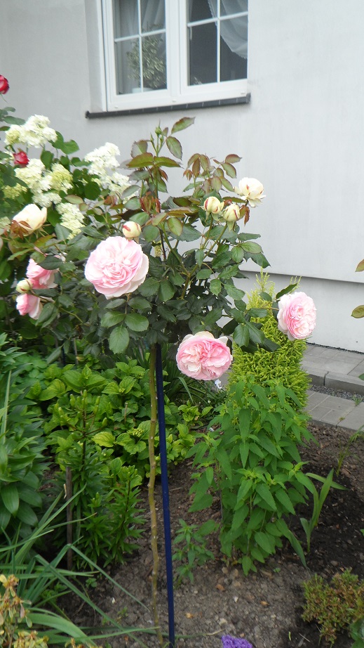 eden rose róża parkowa