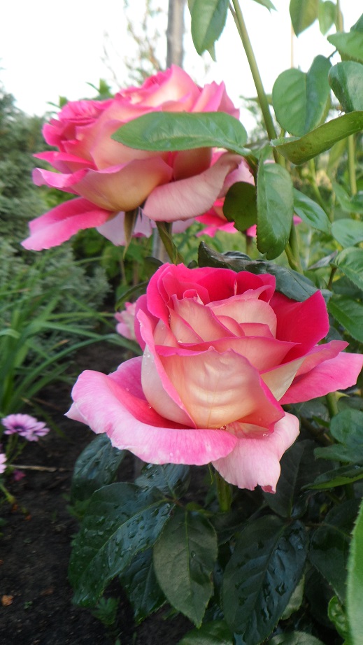kronenburg róża wielokwiatowa