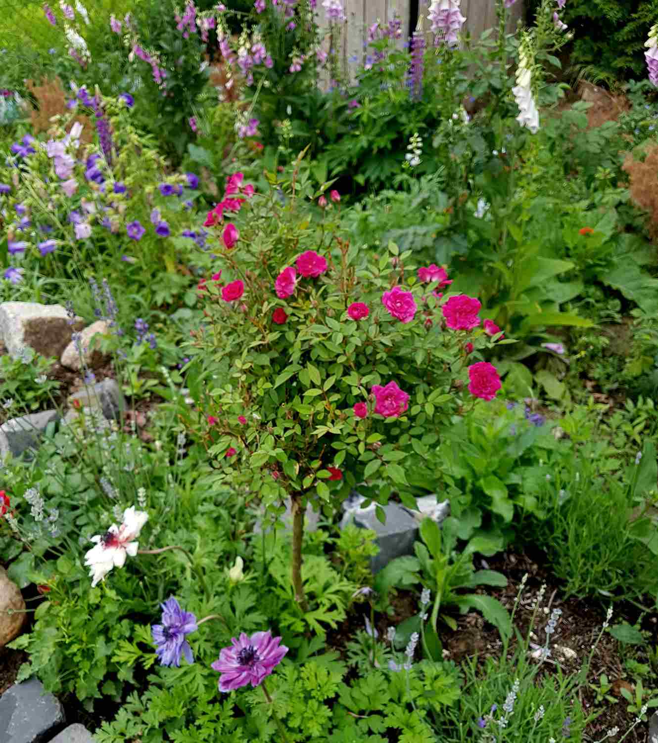 nawóz do róż nawóz do róż