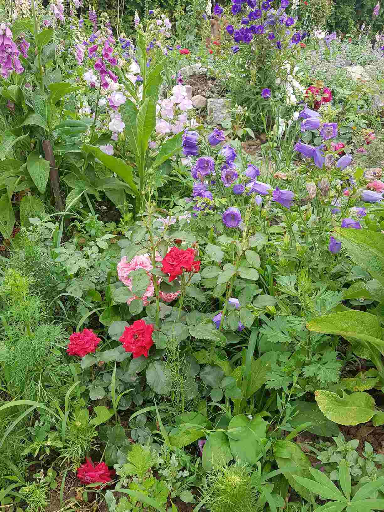 nawożenie róż nawożenie róż