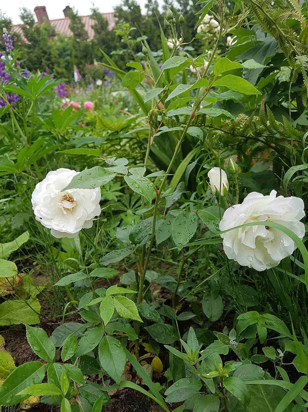 ogród różany ogród różany