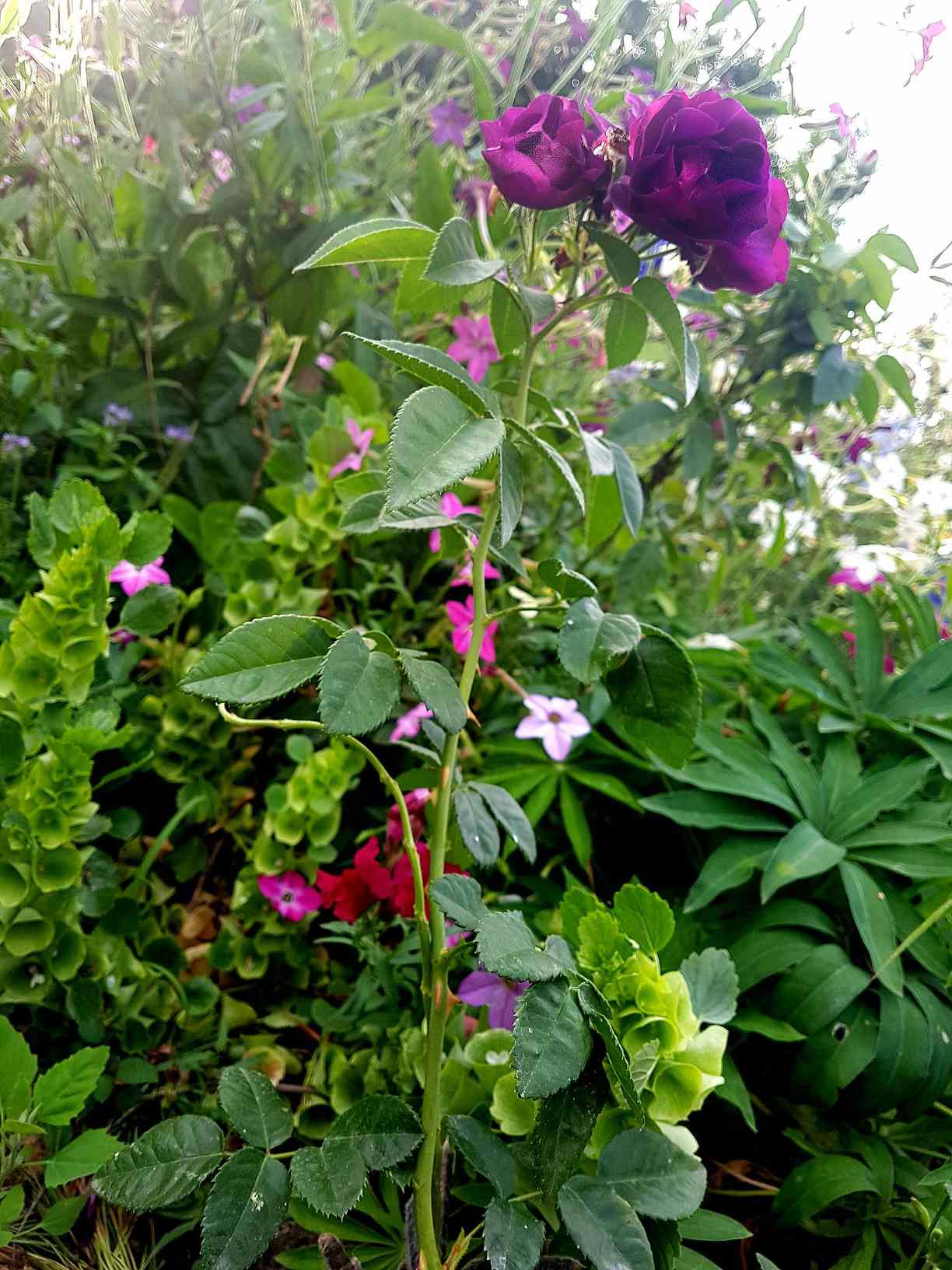 ogródek różany ogródek różany