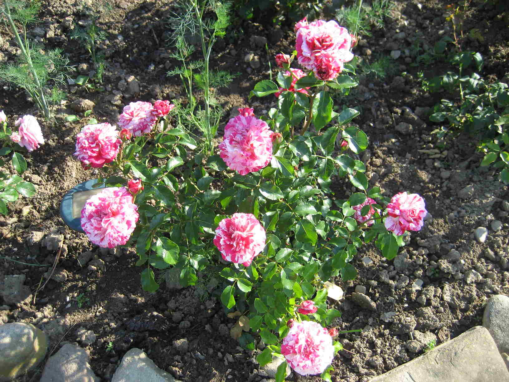 ogródki różane