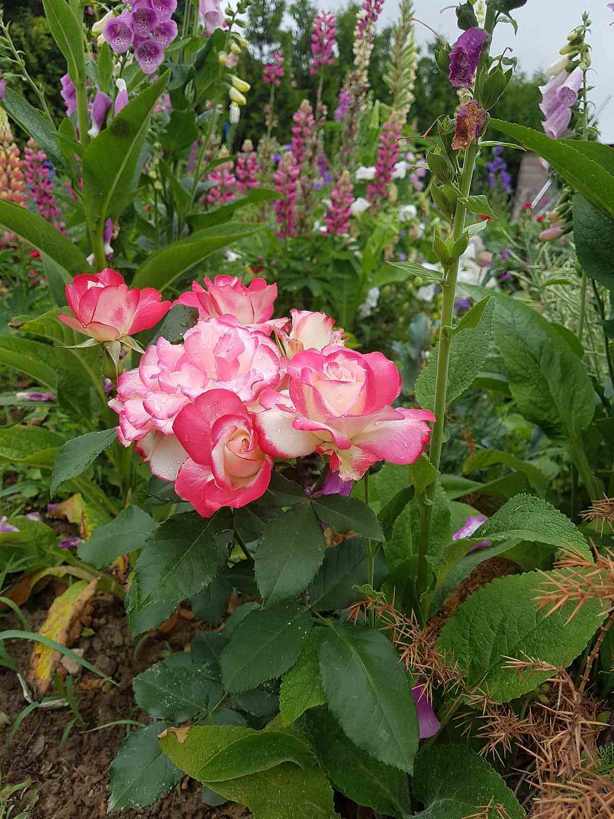 ogrody różane ogrody różane