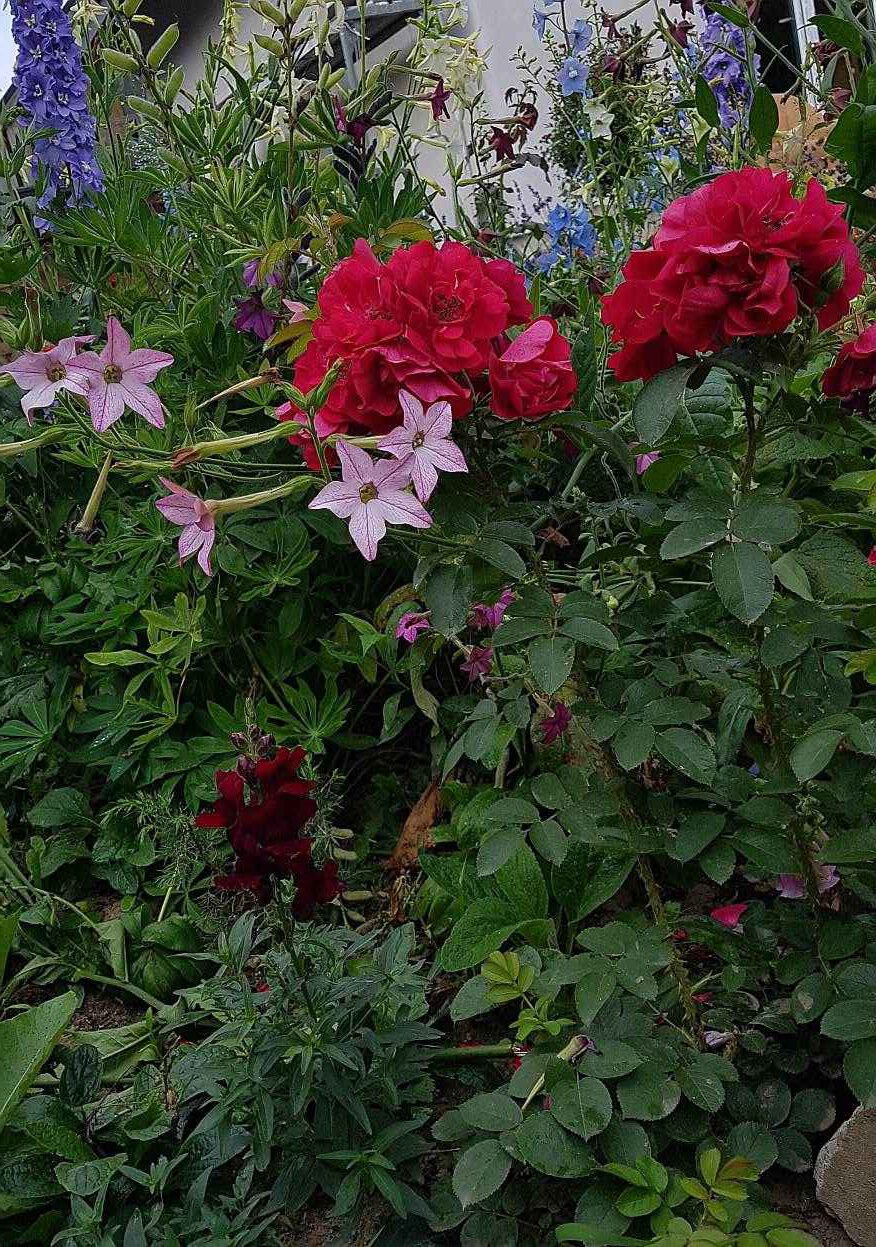 piękne róże piękne róże