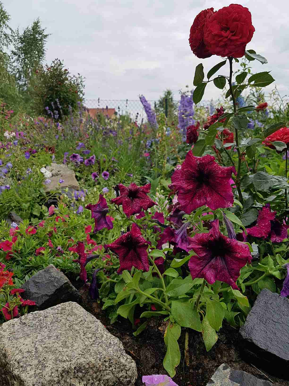 pielęgnacja róż pielęgnacja róż