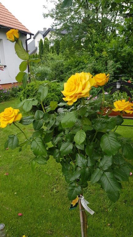 pielęgnacja róży pielęgnacja róży