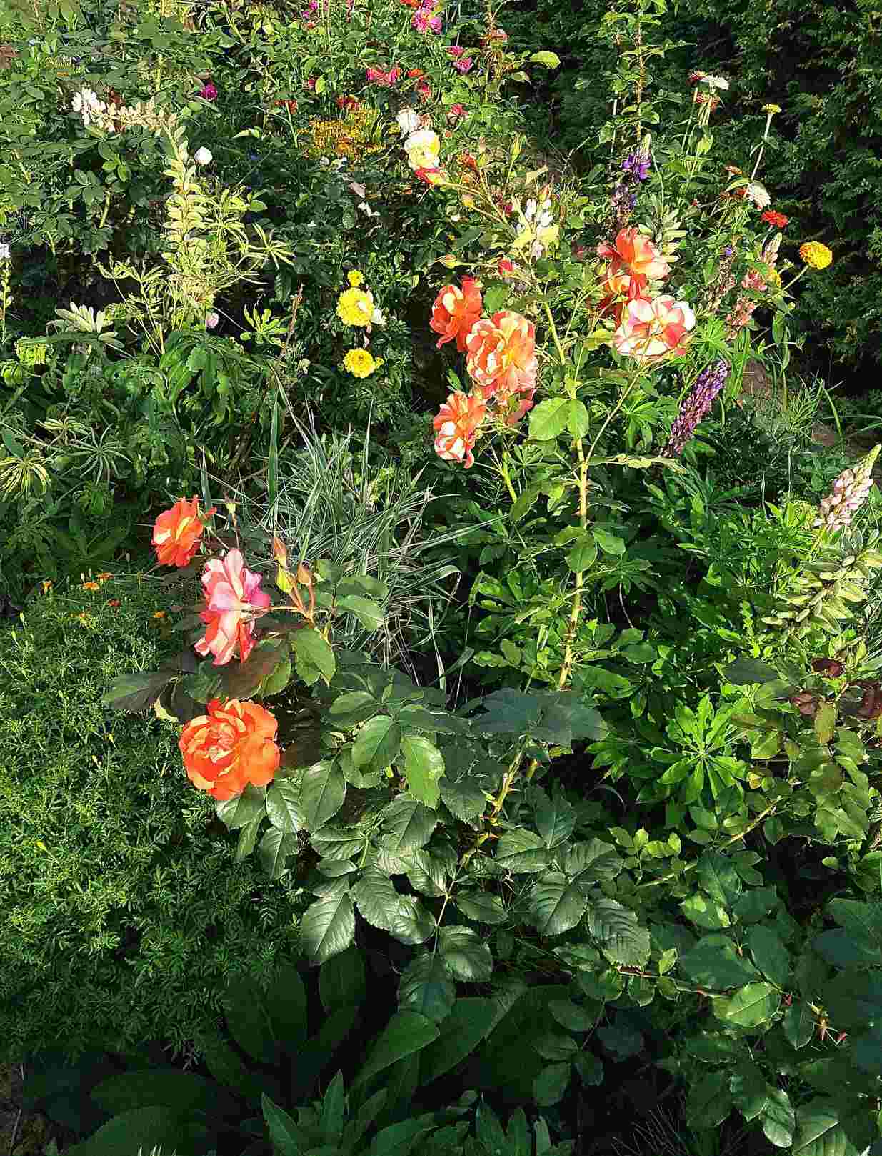 pielęgnowanie róż pielęgnowanie róż