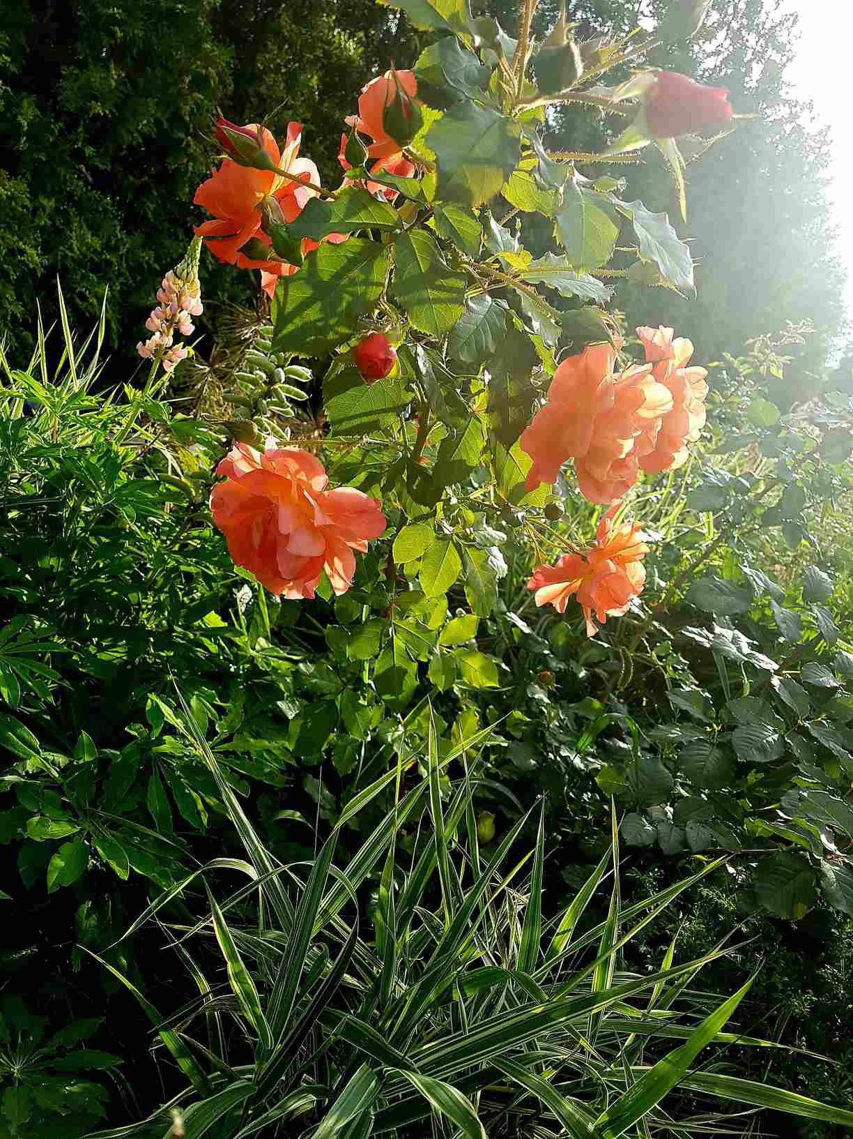 pielęgnowanie róży pielęgnowanie róży