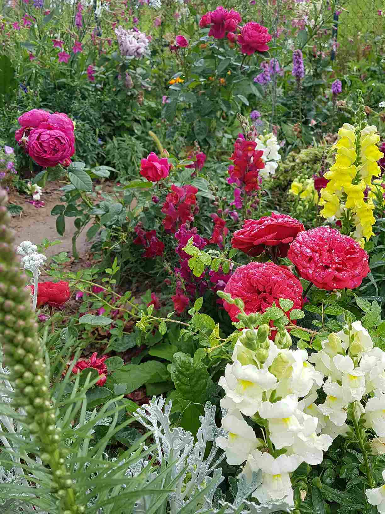 przycinanie róży przycinanie róży