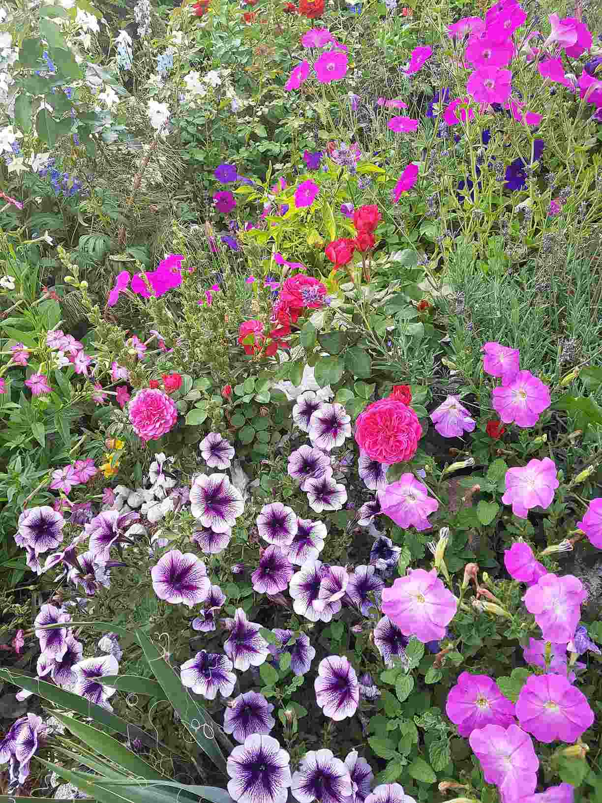 red leonardo róża rabatowa red leonardo róża rabatowa