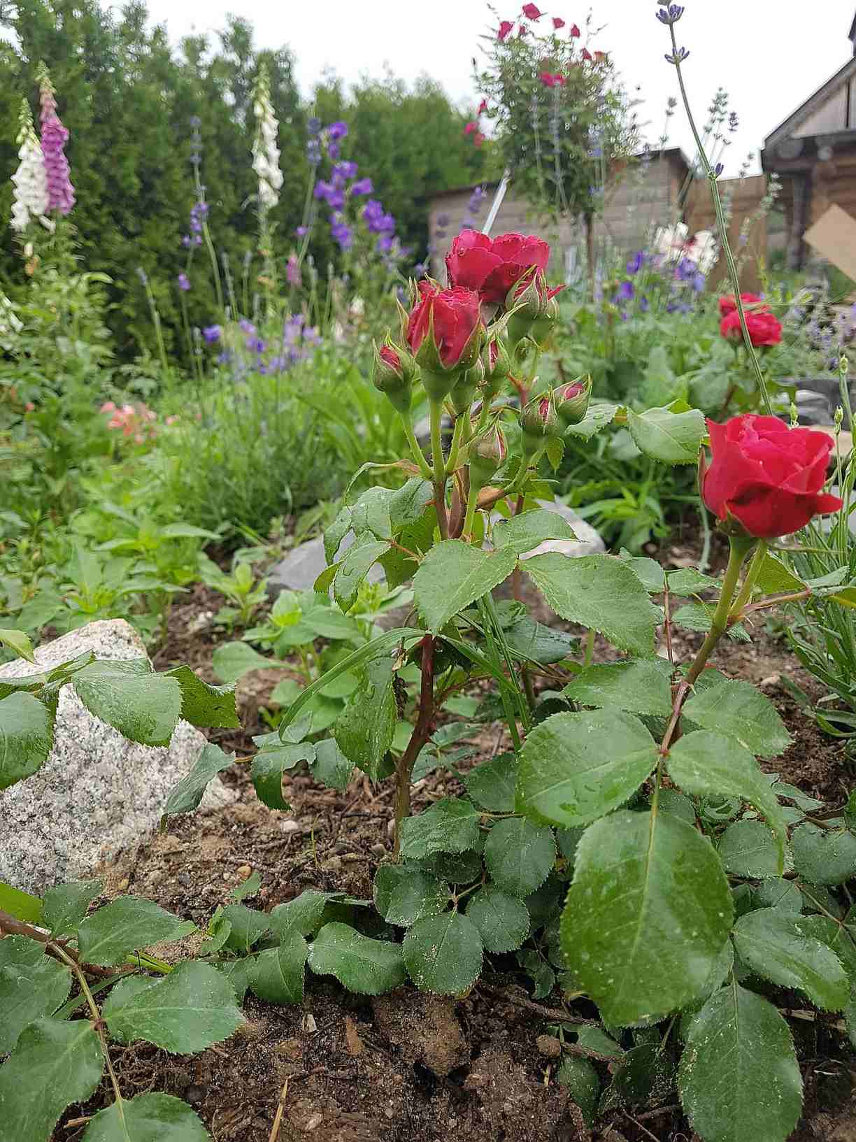 red leonardo róże rabatowe red leonardo róże rabatowe