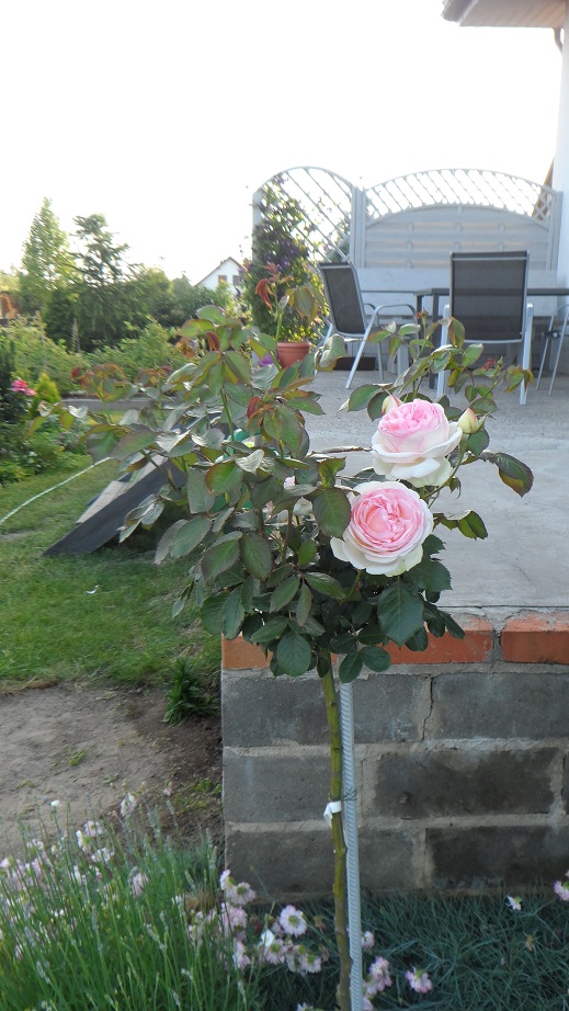 róża pienna eden rose