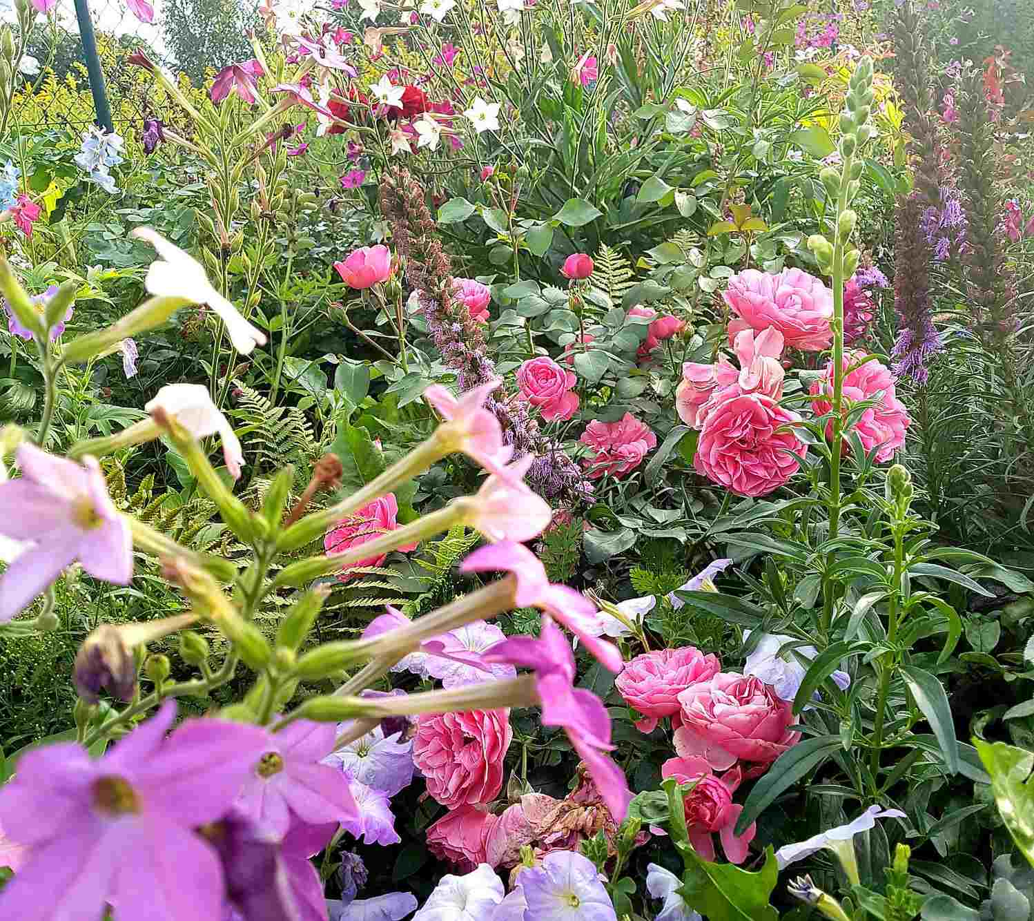 róża rabatowa leonardo da vinci róża rabatowa leonardo da vinci