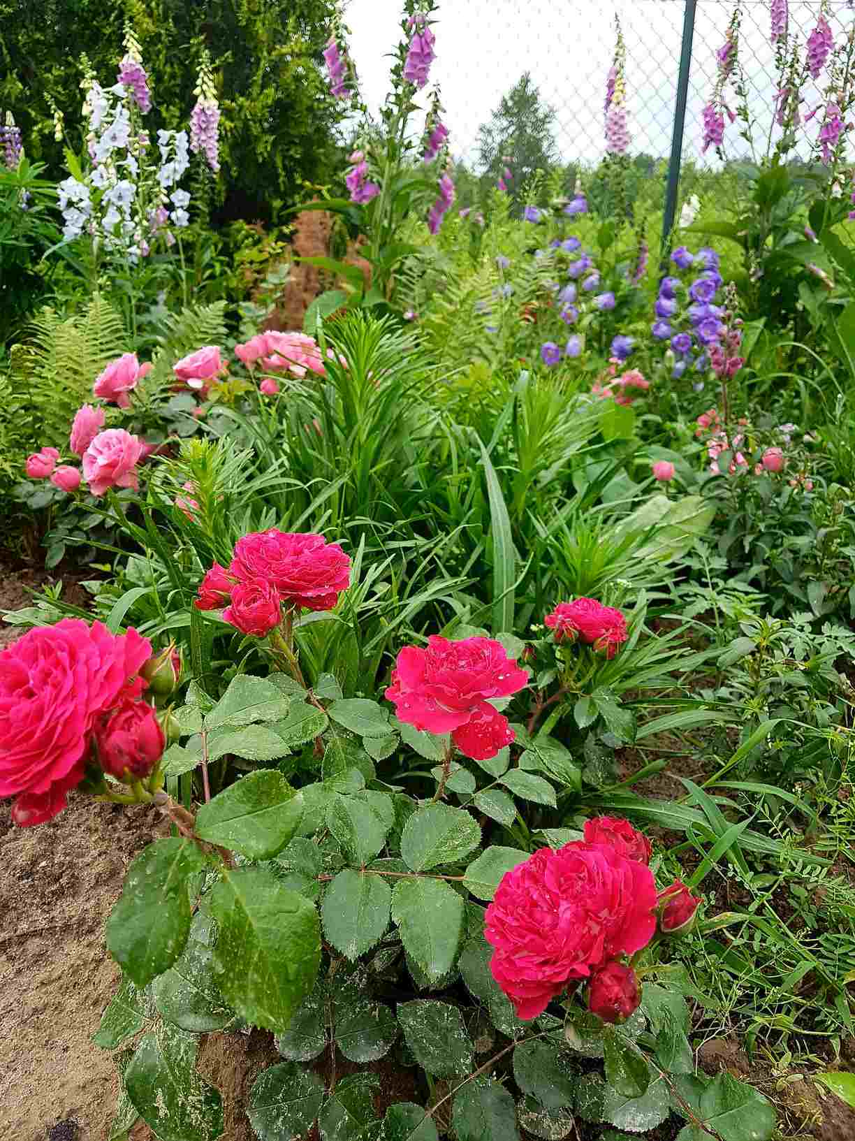 róża rabatowa red leonardo róża rabatowa red leonardo