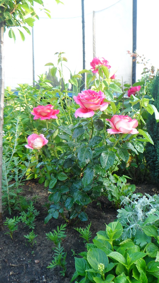 róża wielokwiatowa kronenburg