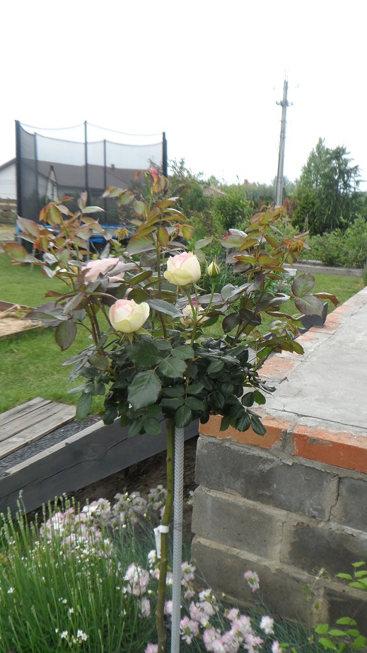 róże eden rose pienne