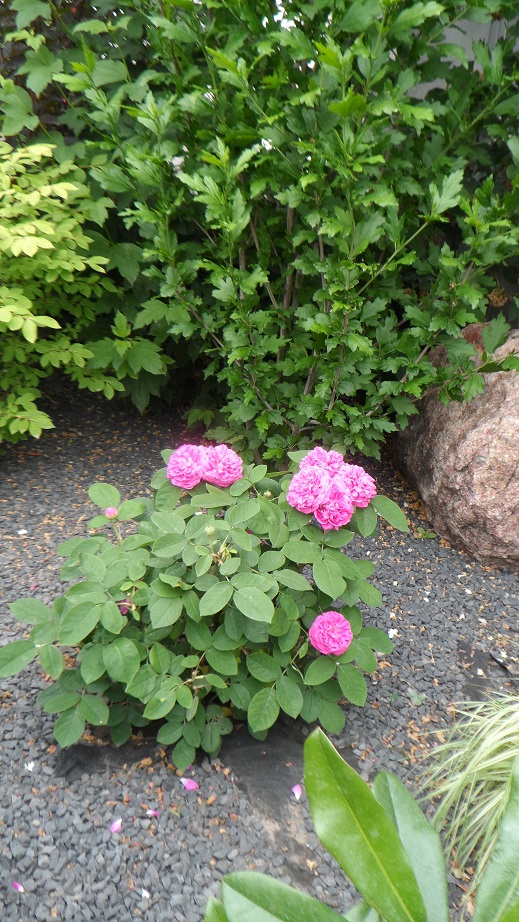 róże historyczne rose de resht