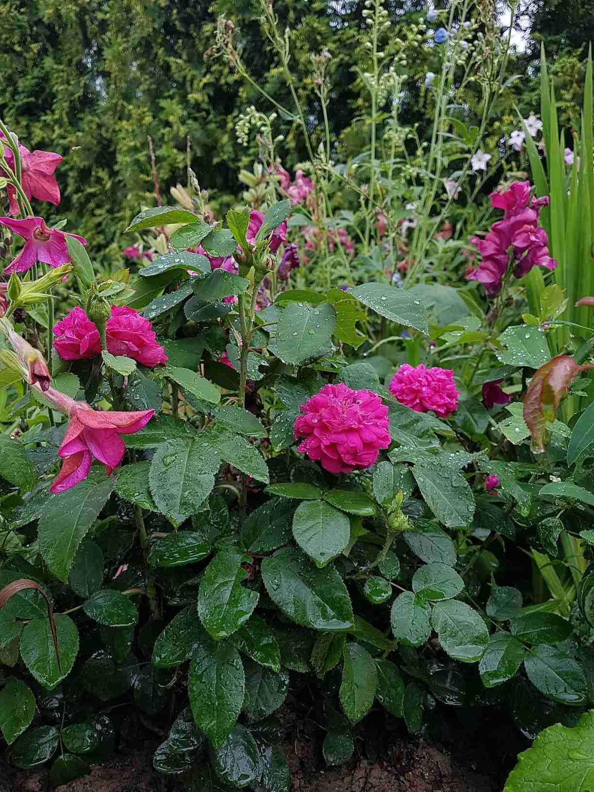 róże historyczne rose de resht róże historyczne rose de resht