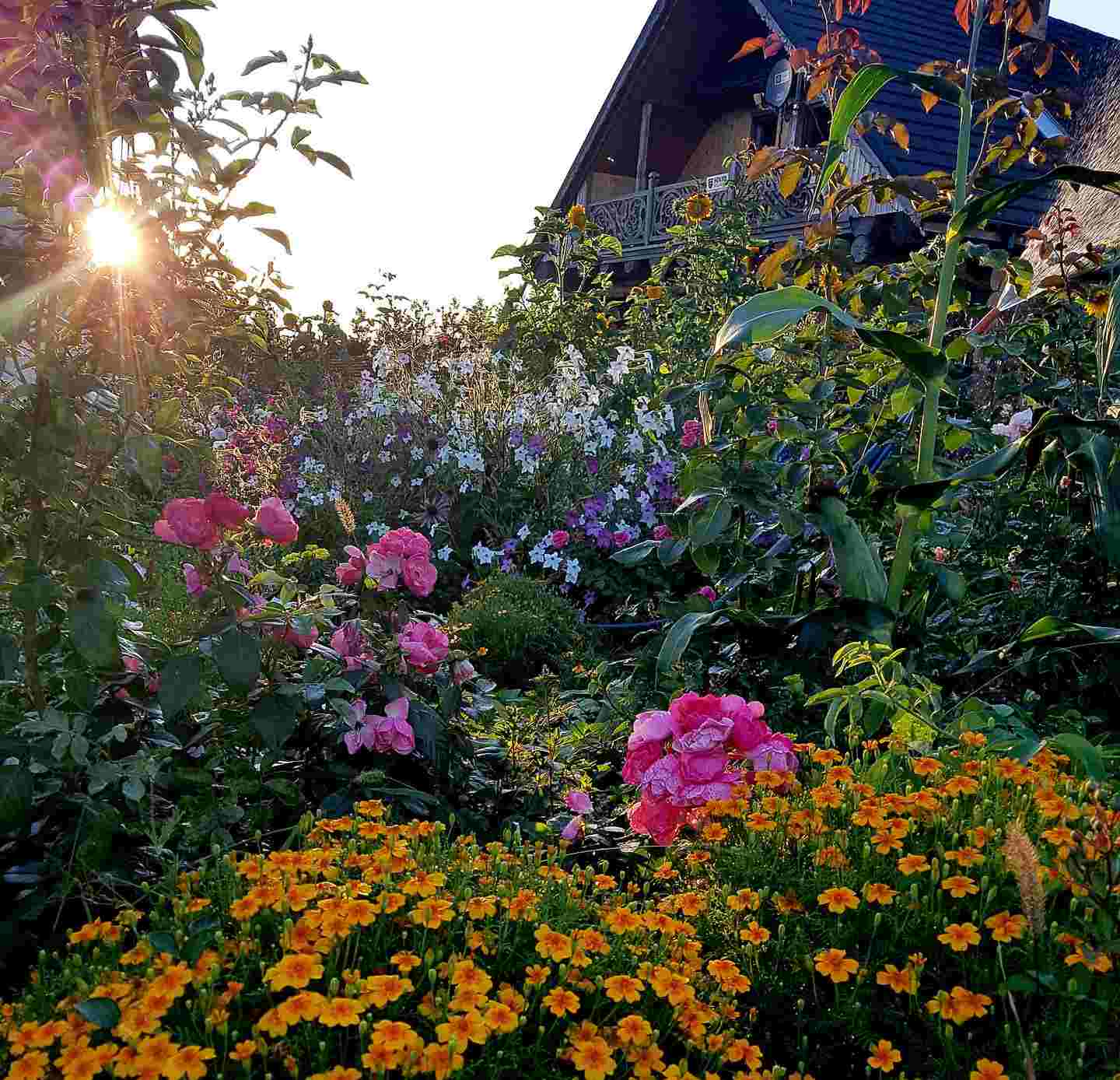 róże krzaczaste angela róże krzaczaste angela