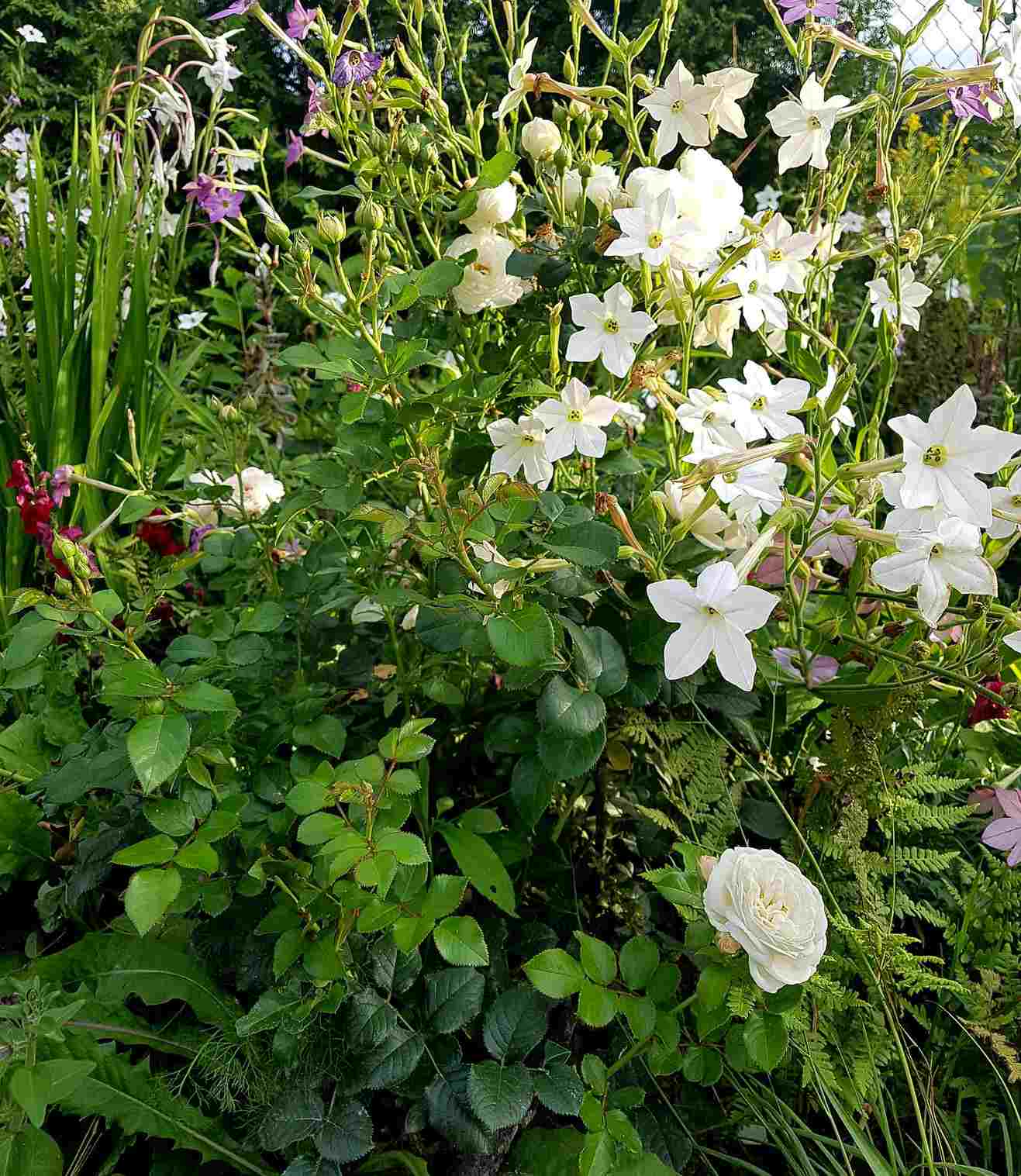 róże krzaczaste artemis róże krzaczaste artemis