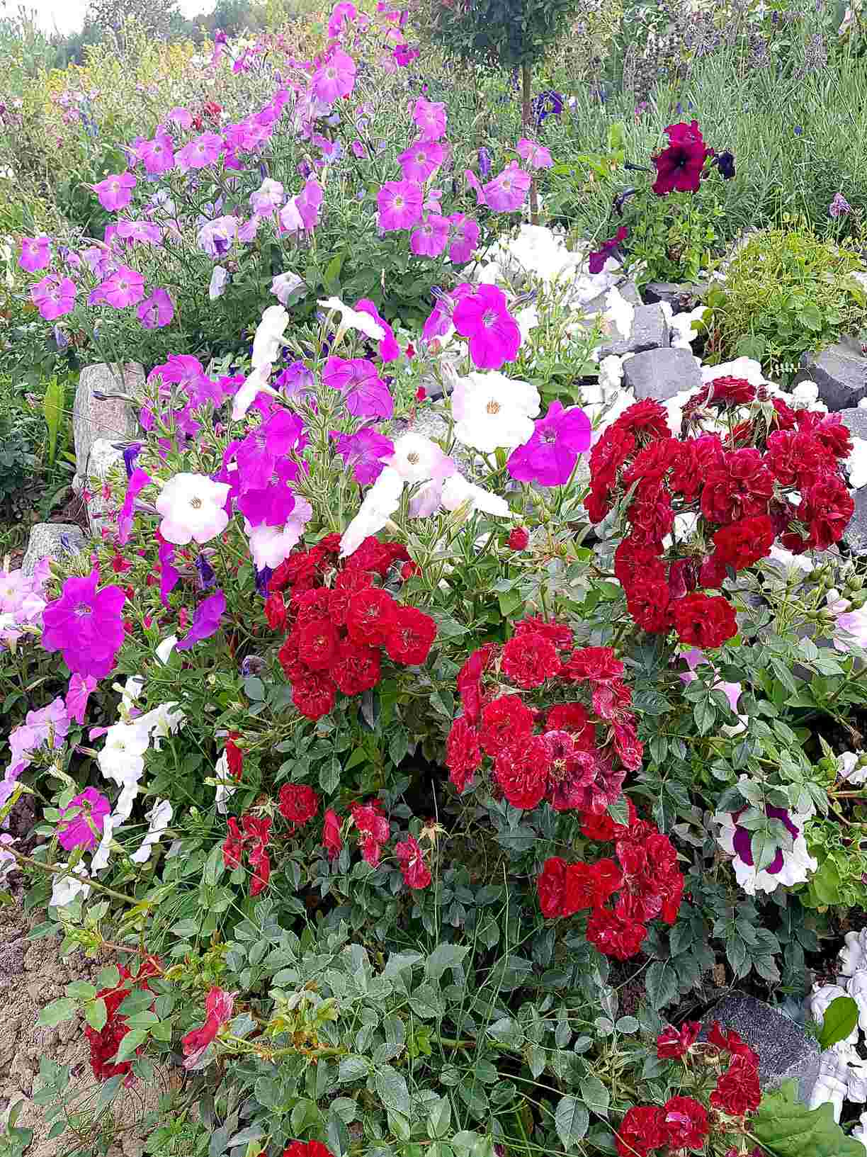 róże okrywowe red fairy róże okrywowe red fairy