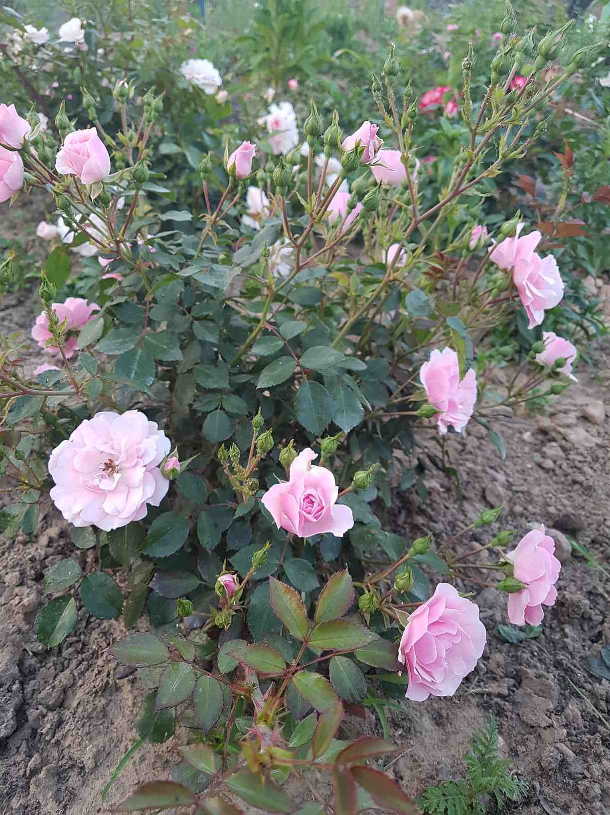 róże okrywowe the fairy róże okrywowe the fairy