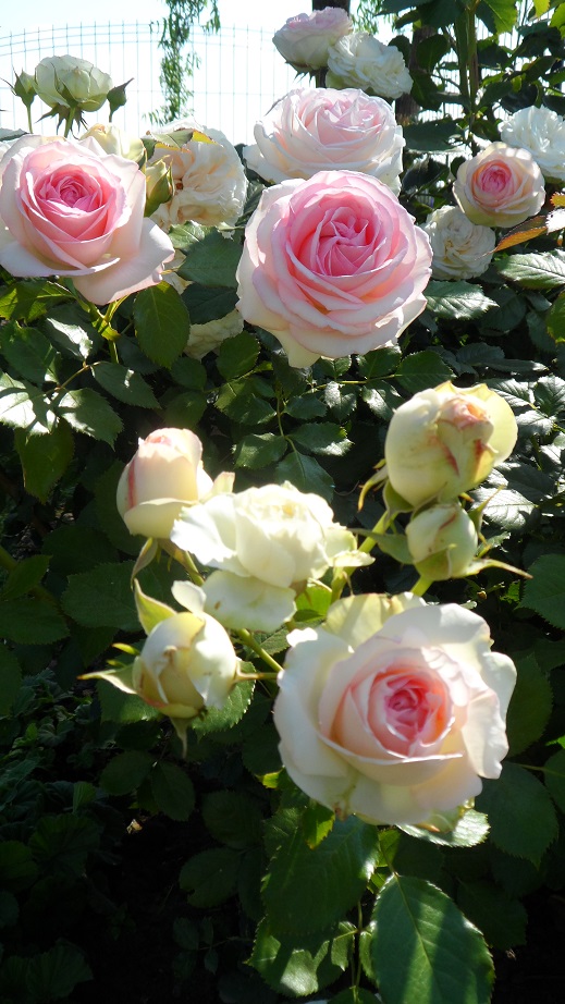 róże parkowe eden rose