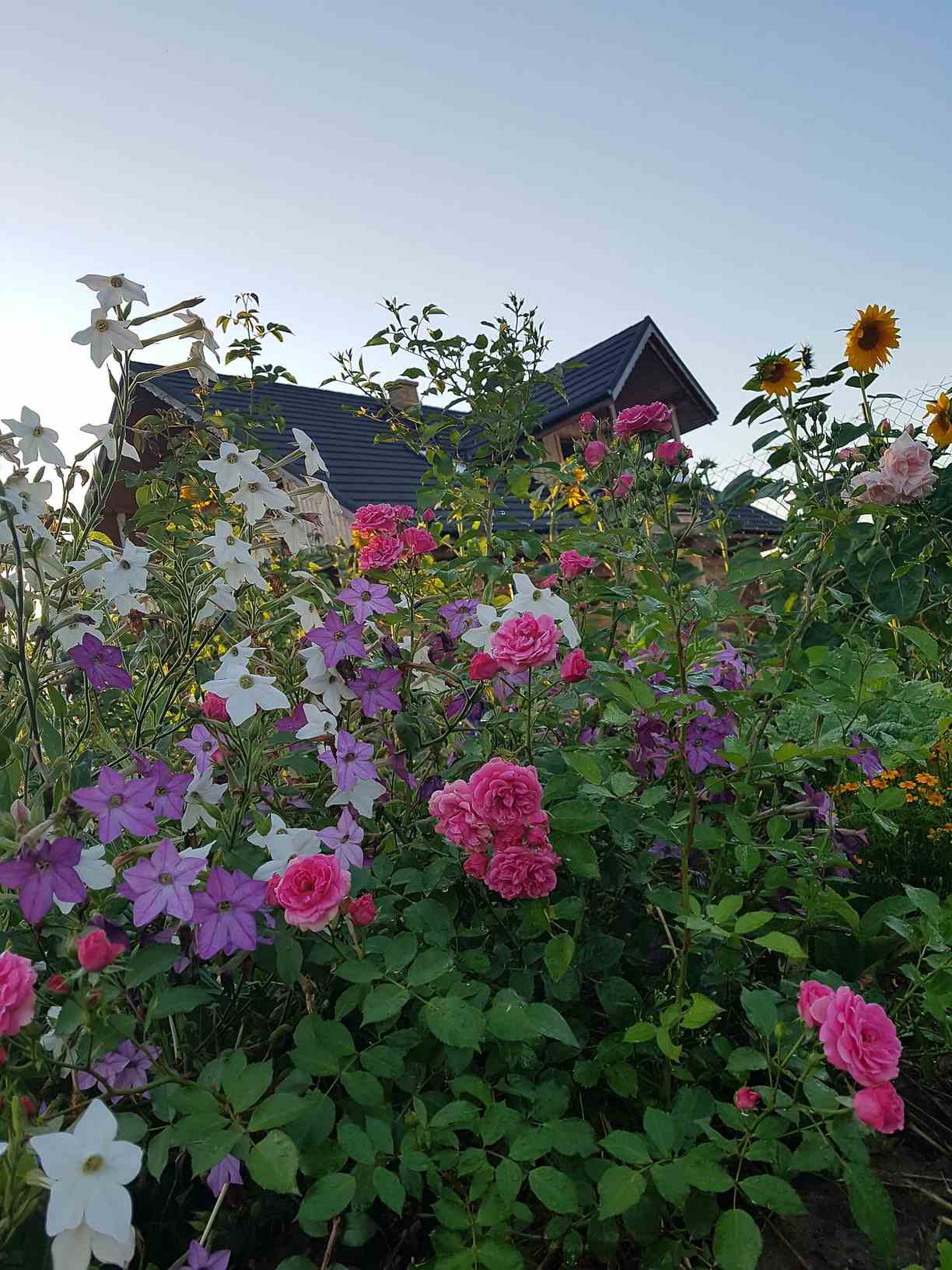 róże parkowe elmshorn róże parkowe elmshorn