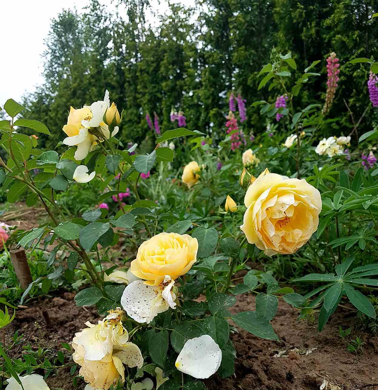 róże parkowe graham thomas róże parkowe graham thomas