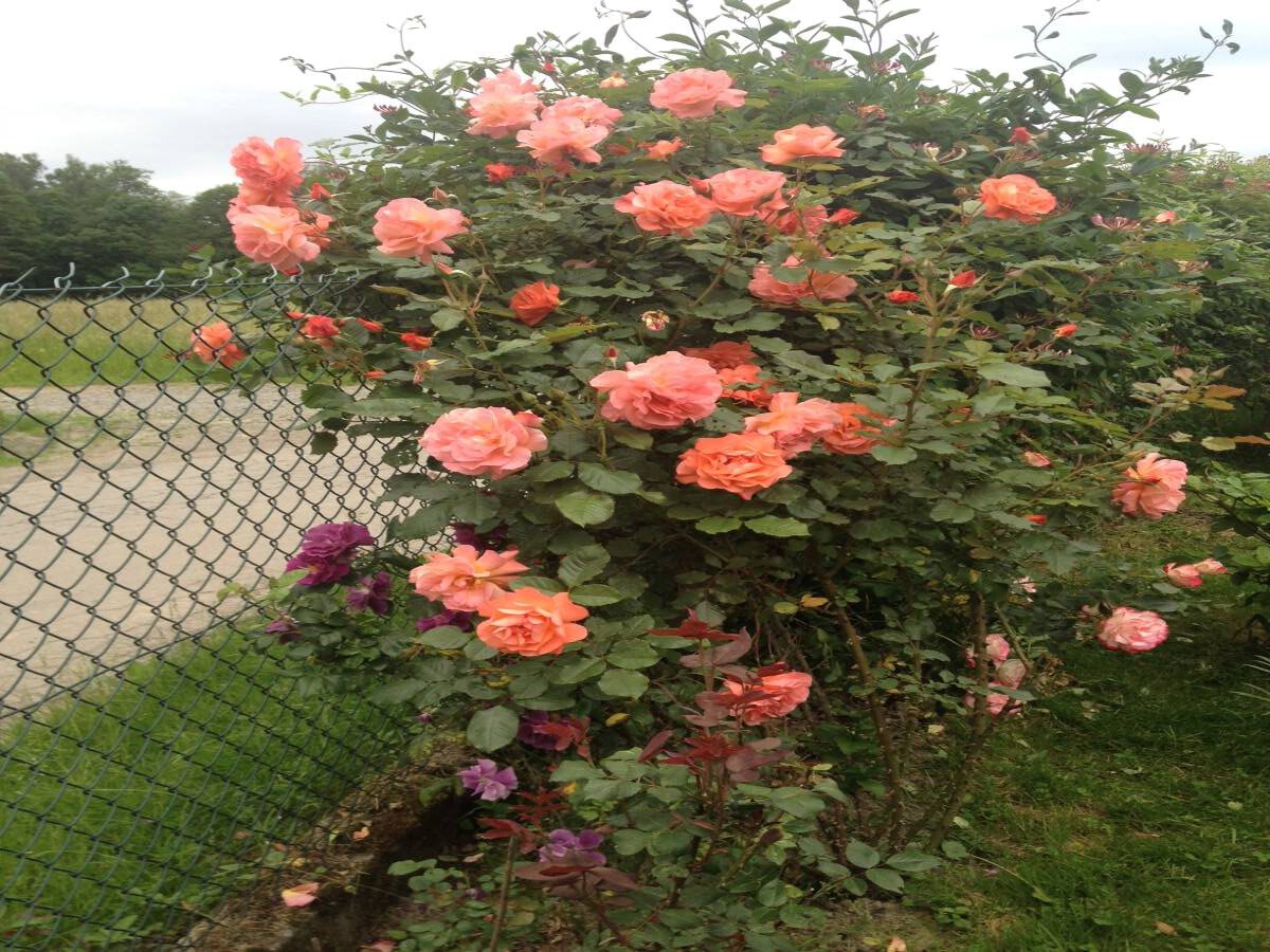 róże parkowe westerland