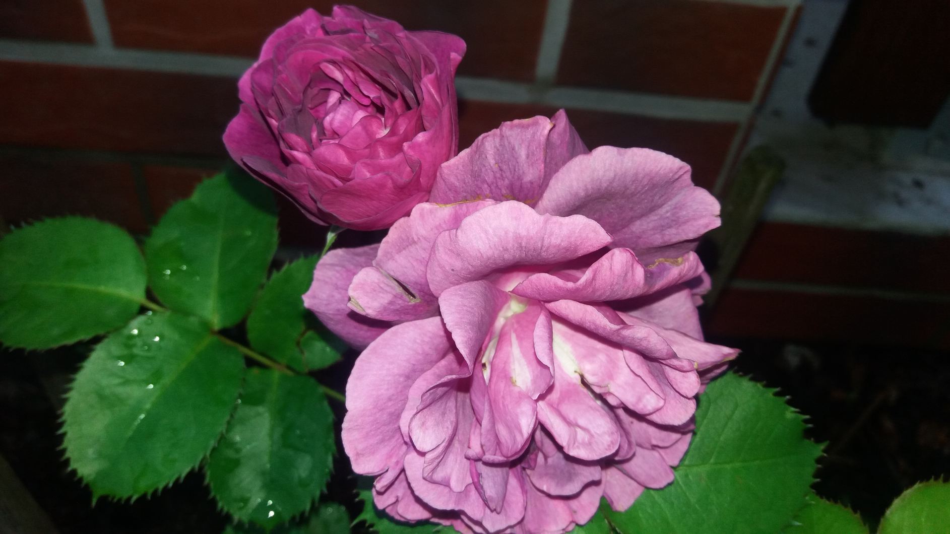 róże pnące violette parfumee
