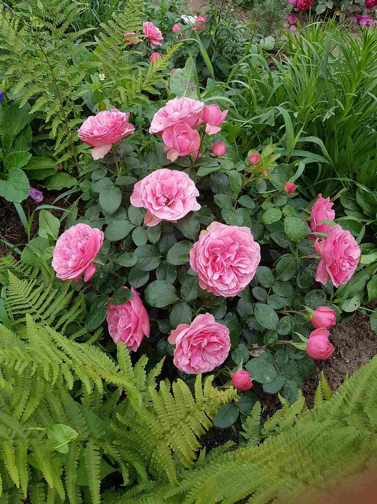 róże rabatowe leonardo da vinci róże rabatowe leonardo da vinci