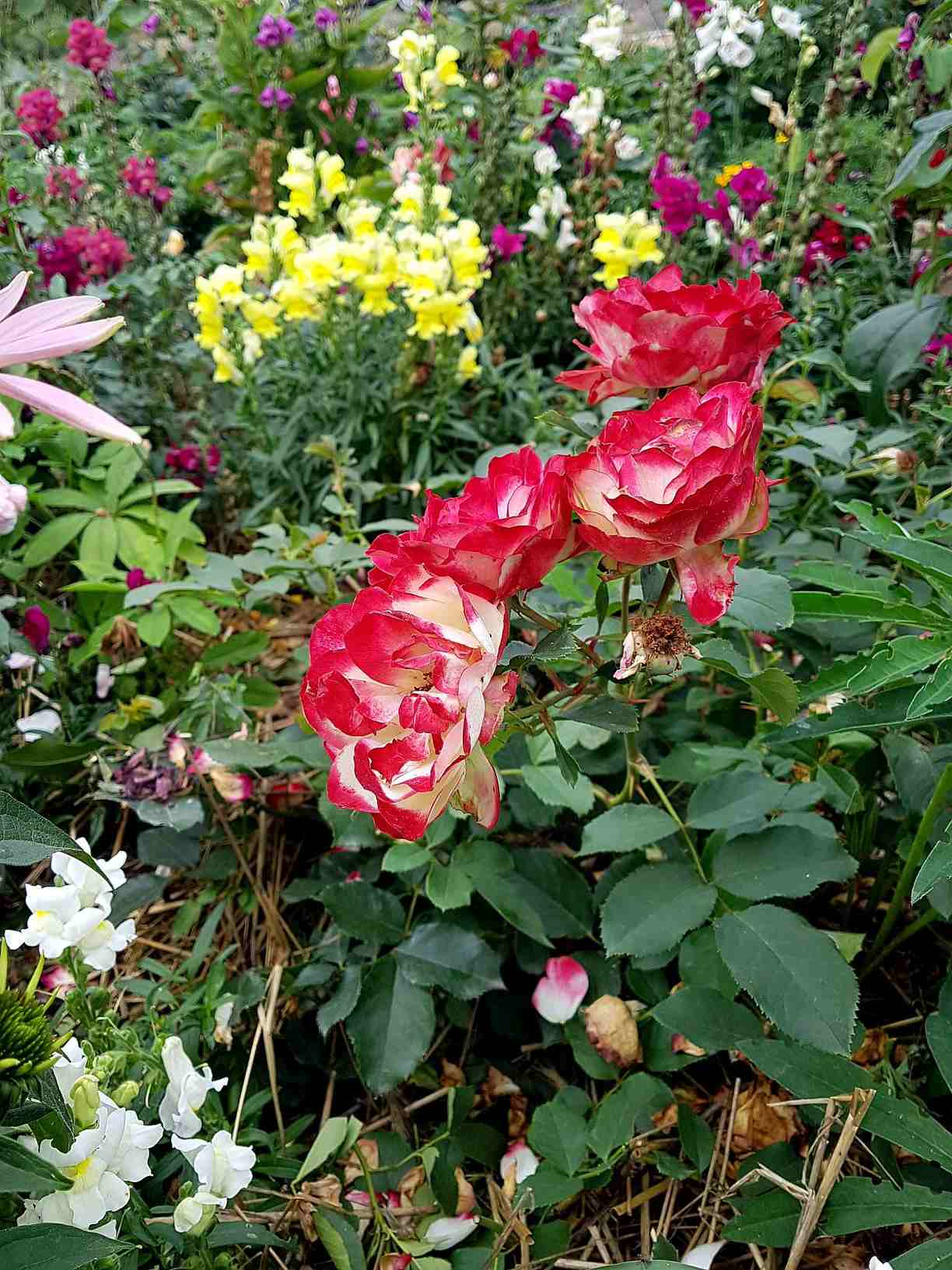 róże rabatowe monaco róże rabatowe monaco