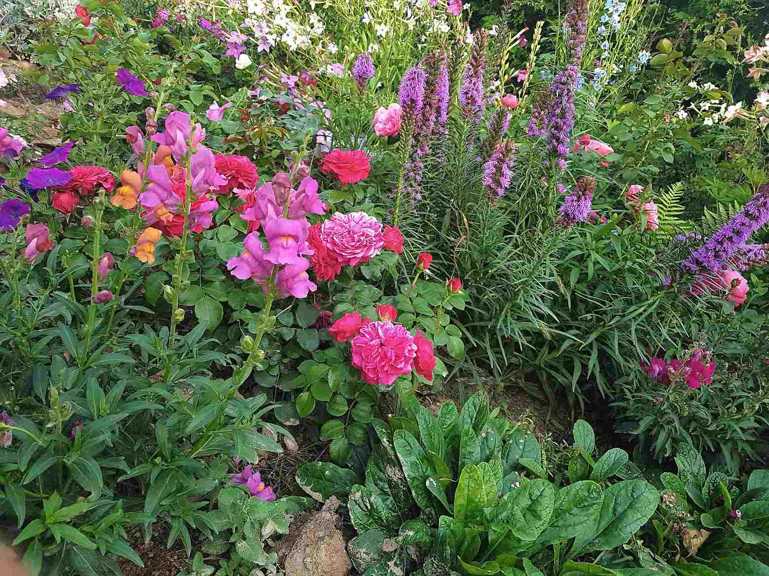 róże rabatowe red leonardo róże rabatowe red leonardo