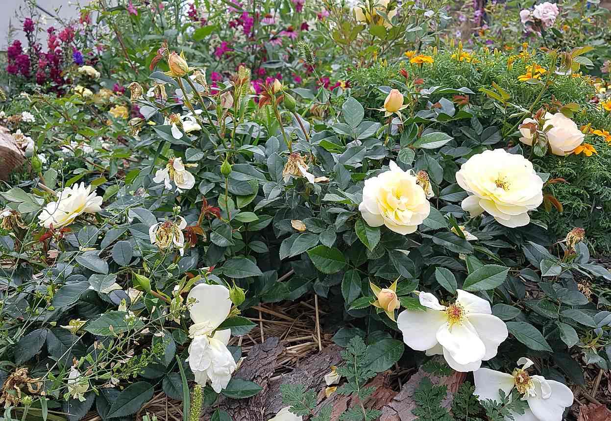 róże rabatowe solero róże rabatowe solero