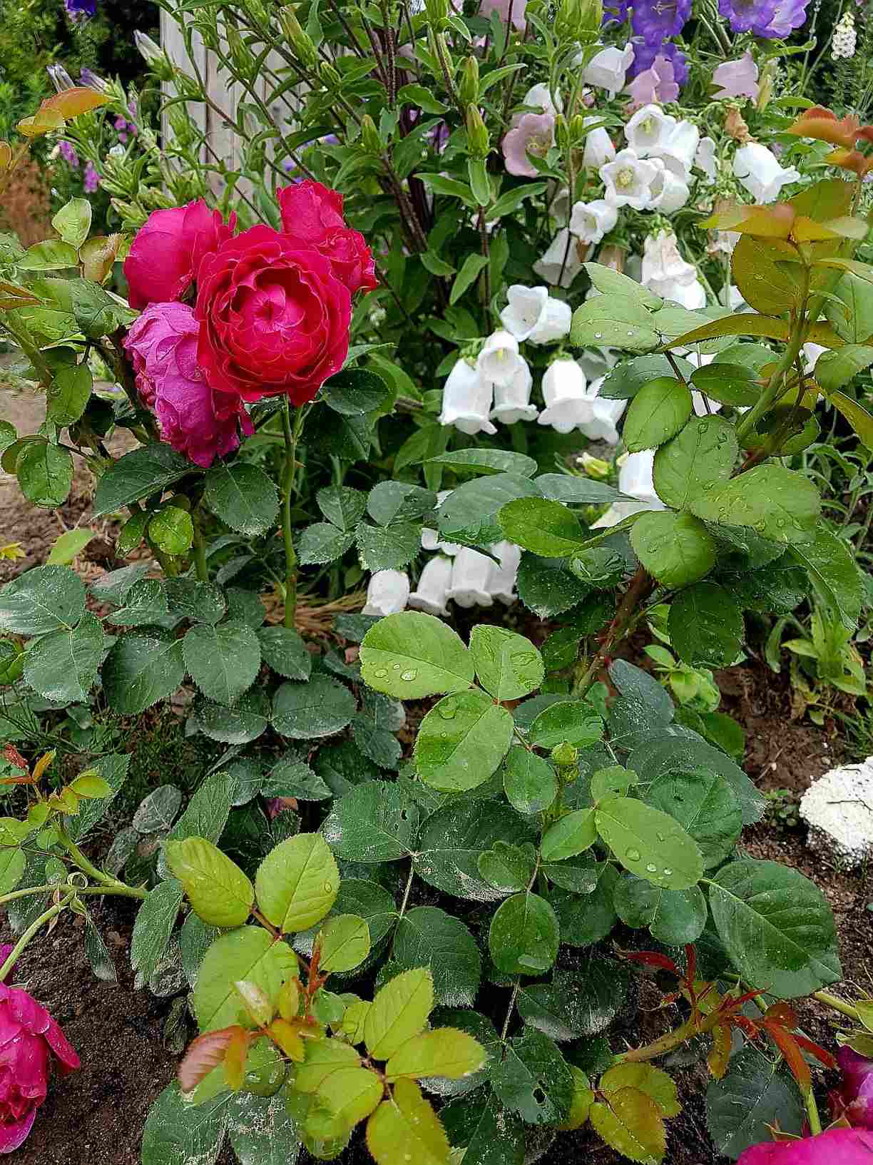 róże wielokwiatowe ascot róże wielokwiatowe ascot