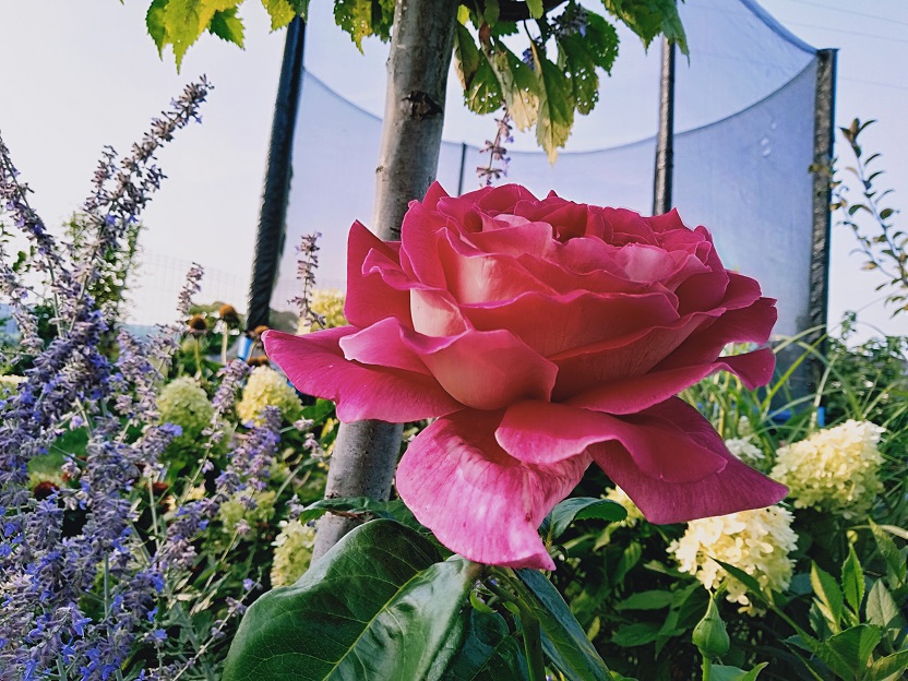róże wielokwiatowe kronenburg