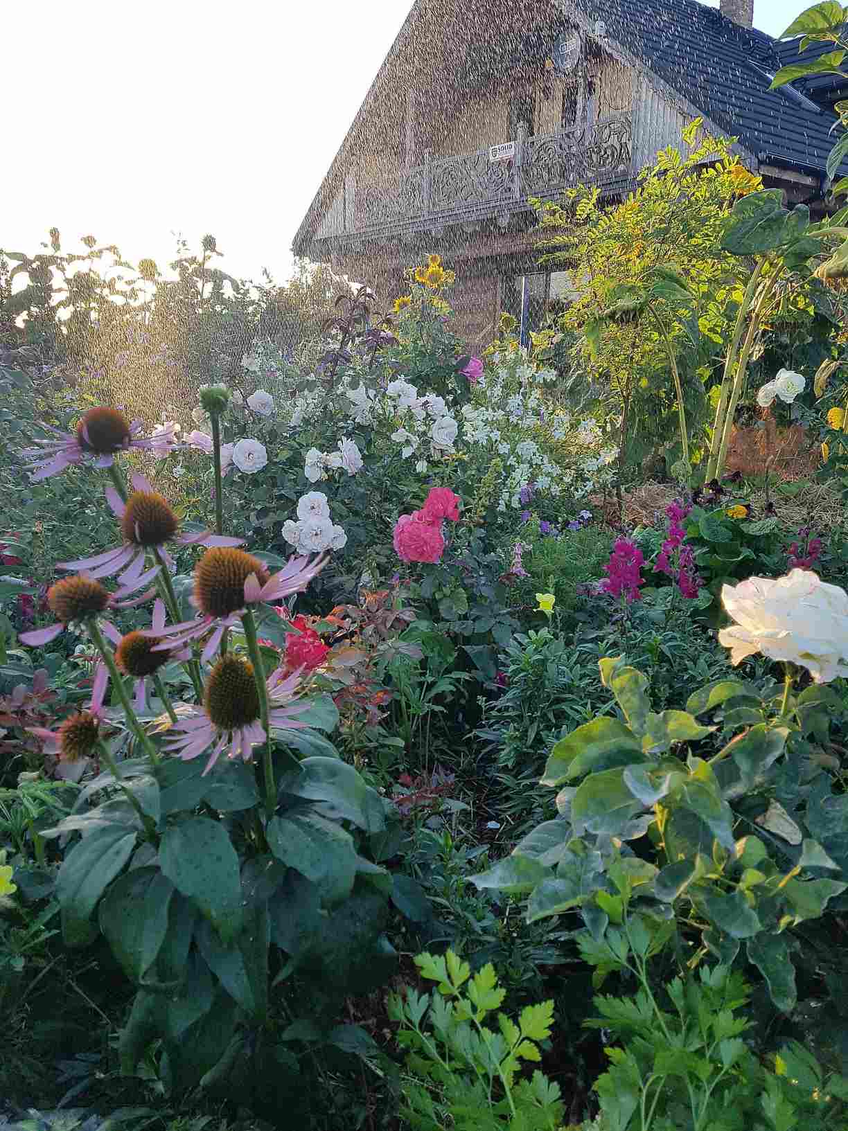 sadzenie róż sadzenie róż