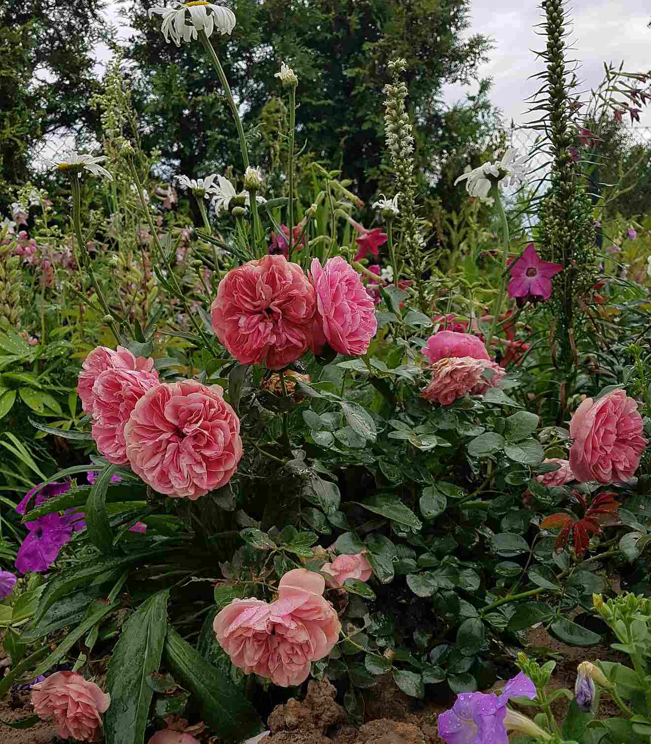 sadzenie róży sadzenie róży