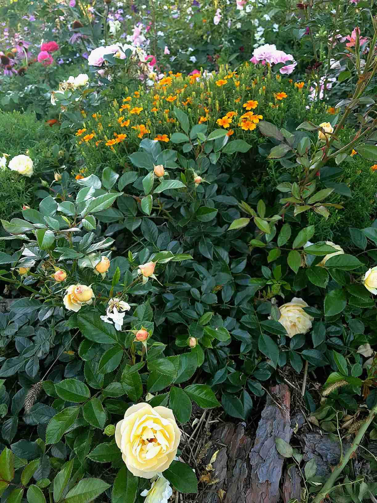 solero róże rabatowe solero róże rabatowe